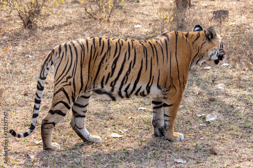 Tiger in Ranthambore NP