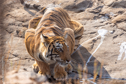 Photography Tiger in Ranthambore NP