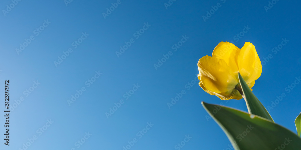 Yellow tulip against the blue sky. Spring summer banner, minimalism. The concept of Women's Day, Floriculture. Copyspace. Yellow tulip against the blue sky. Spring summer banner, minimalism. The concept of Women's Day, Floriculture. Copyspace.