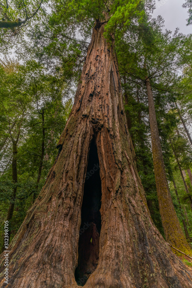 Giant trees in big basin redwood park Giant trees in big basin redwood park
