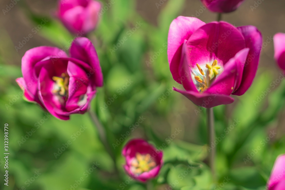 Purple tulip flowers in flower bed. Beautiful tulips garden.