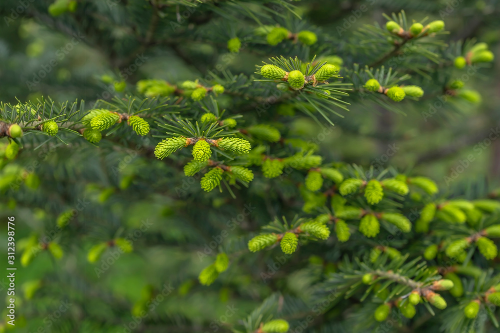 Spruce branches with young needles on blurred green background.