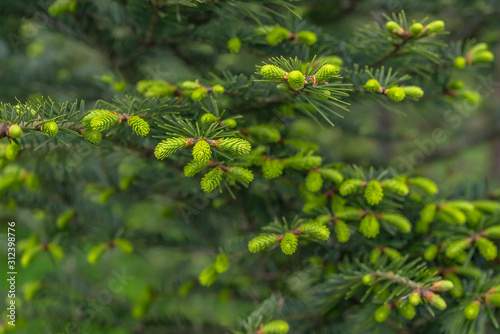 Spruce branches with young needles on blurred green background.