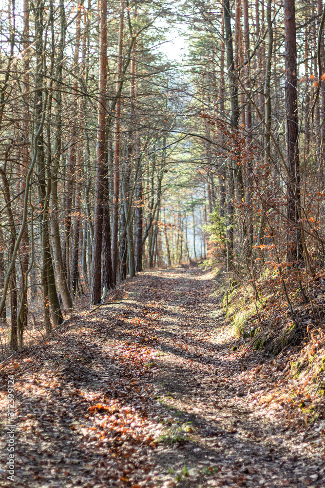 Fototapeta premium trockener Winterwald