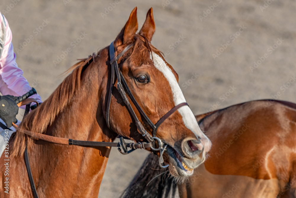 Obraz premium Course hippique de Cagnes sur Mer