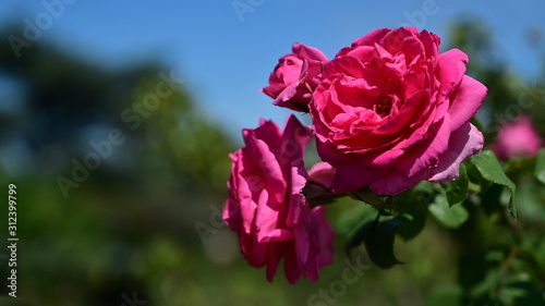 A rose flower in the park