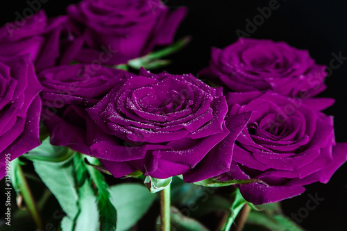 Fototapeta Naklejka Na Ścianę i Meble -  beautiful purple roses with water drops on a black background