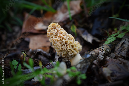 Morel Mushroom on Forest Floor, Close-Up