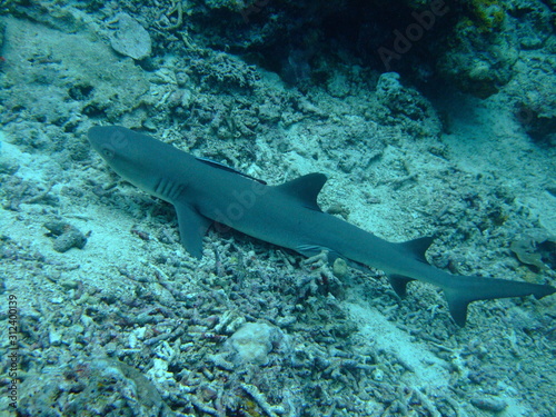 Whitetip reef shark  Triaenodon obesus  with slender remora  Phtheirichthys lineatus  attached  Borneo