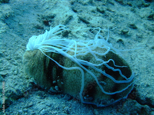 Schilderij op canvas Sea cucumber expelling its digestive tract in defence, Borneo