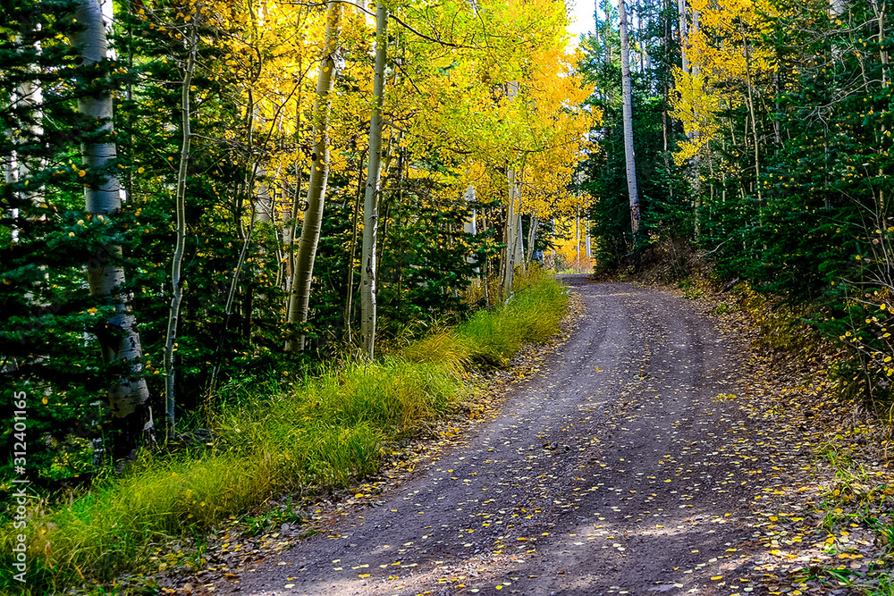 Naklejka premium Aspen Trail