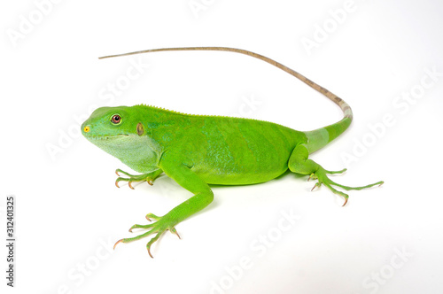 weiblicher Fidschileguan, Kurzkammleguan / female Lau banded iguana (Brachylophus fasciatus)  photo