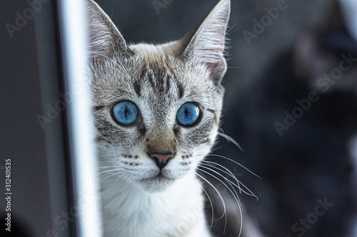 Beautiful, cute and adorable kitty  with blue eye. Domestic cat pet (ID: 312401535)