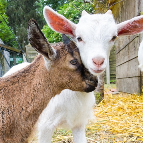 portrait of a goat