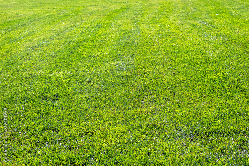 Green grass. Natural lawn background. Green grass. Natural lawn background.