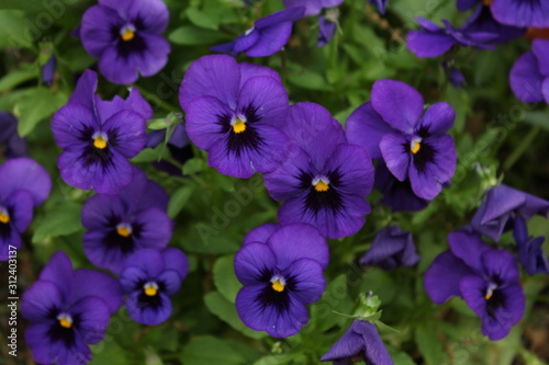 purple iris spring flowers 