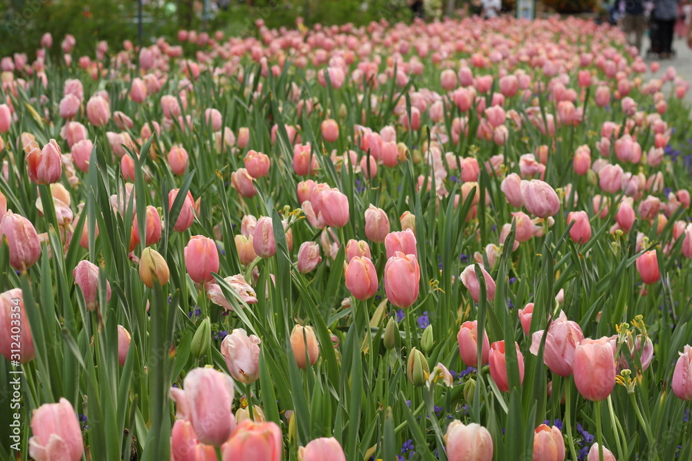 pink tulips spring flowers