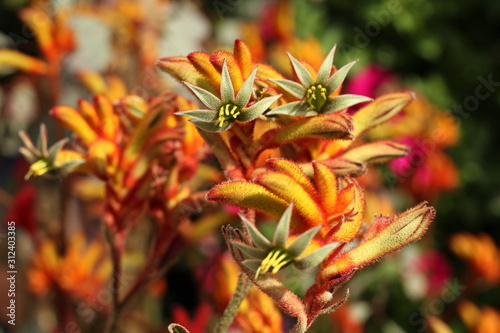 Orange spring flower plant 