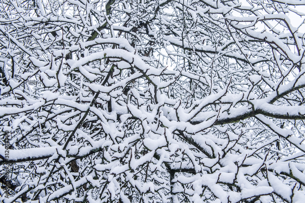White tree branches under snow in winter close-up. White tree branches under snow in winter close-up.