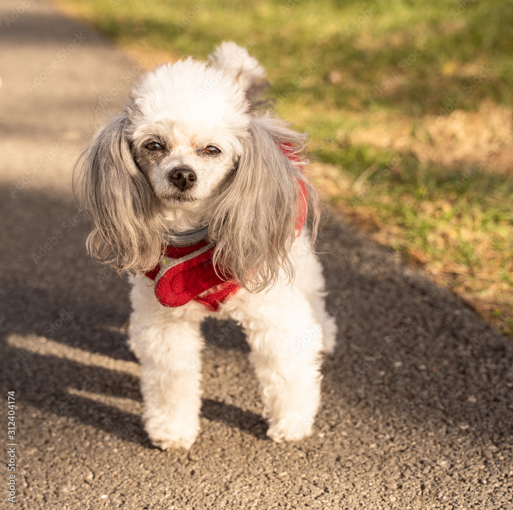 Adorable white poodle out for a walk. Adorable white poodle out for a walk.
