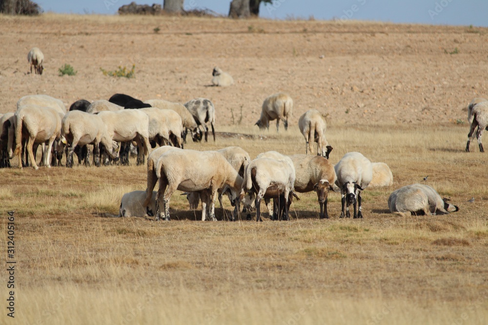 Beautiful sheep in the big white field Beautiful sheep in the big white field