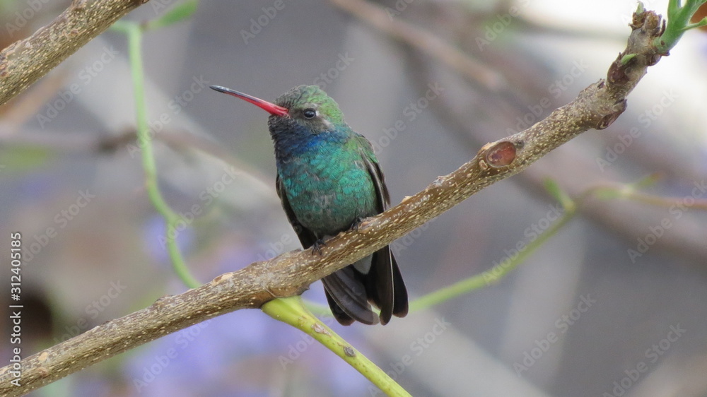 Fototapeta premium Chupamirto