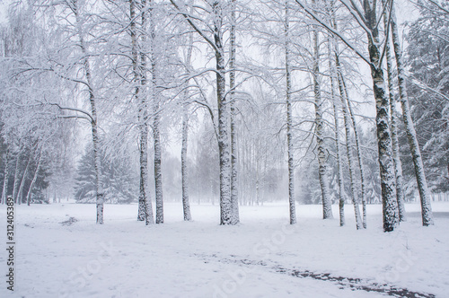 Snow is falling in a winter park with snow-white trees. © Payllik
