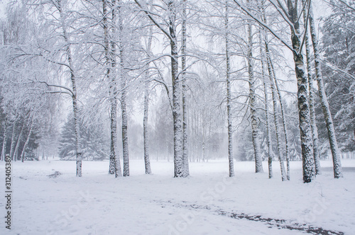 Snow is falling in a winter park with snow-white trees.