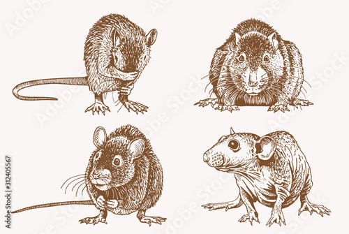 Vintage set of rats , graphical vector illustration