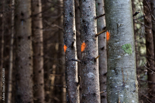 farbig markierte Bäume im Wald