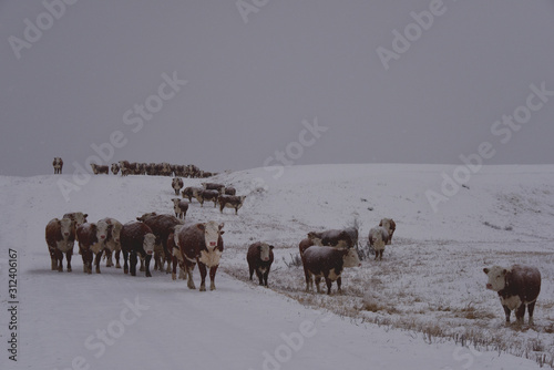 Cattle in Winter Scene