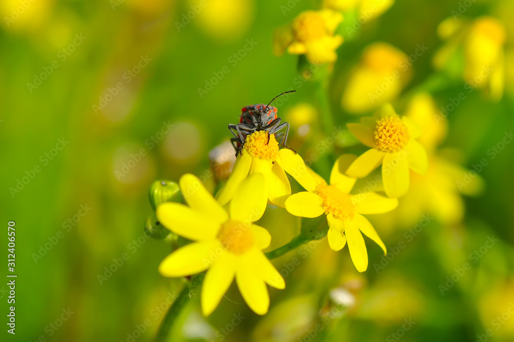 Close up beautiful insect - stock image Close up beautiful insect - stock image