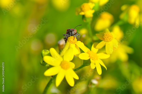 Close up  beautiful  insect - stock image © blackdiamond67