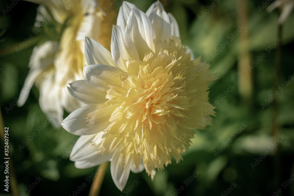 Detailed close up of a yellow Detailed close up of a yellow