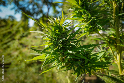 Marijuana plant growing in the sunlight