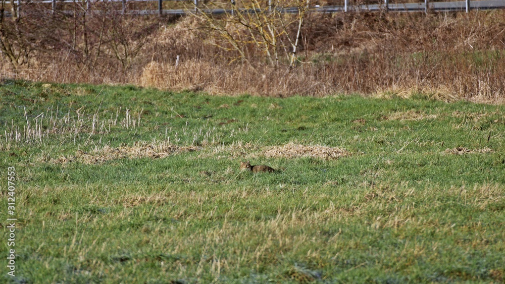 Wildkatze (Felis silvestris) auf einer Wiese im Winter Wildkatze (Felis silvestris) auf einer Wiese im Winter