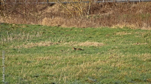 Wildkatze (Felis silvestris) auf einer Wiese im Winter