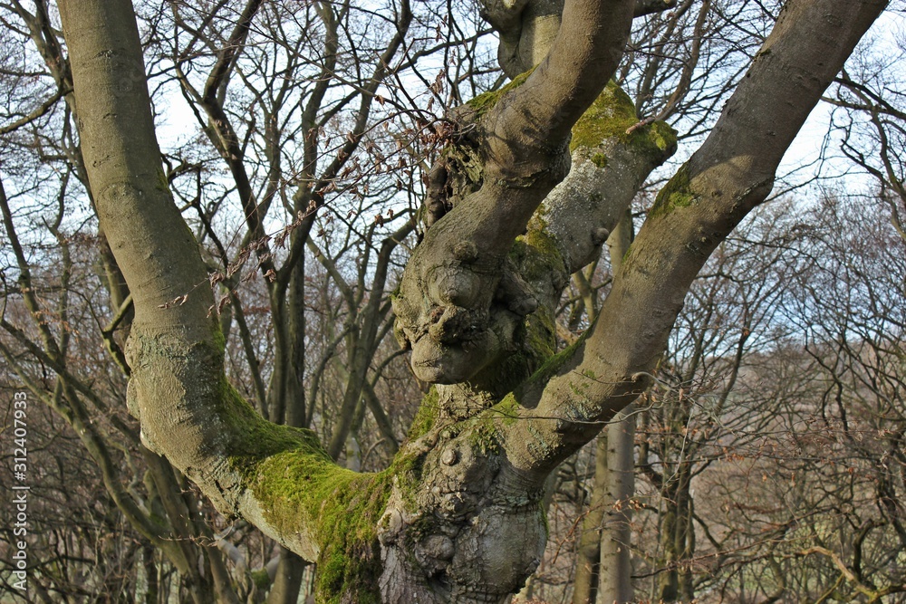 Fototapeta premium Skurrile Hutebuche mit Gesicht im Hutewald Halloh