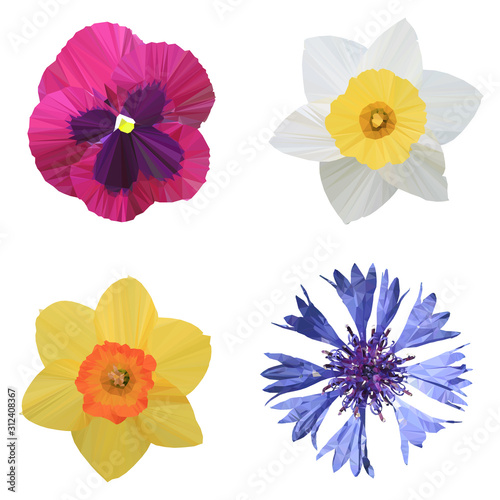 Polygonal daffodil  Narcissus   viola  cornflower  Centaurea cyanus   polygonal set flowers  isolated vector illustration.