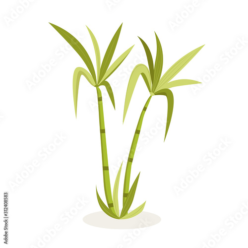 Isolated sugar cane tree vector illustration. Sugar cane industry and its derivatives.