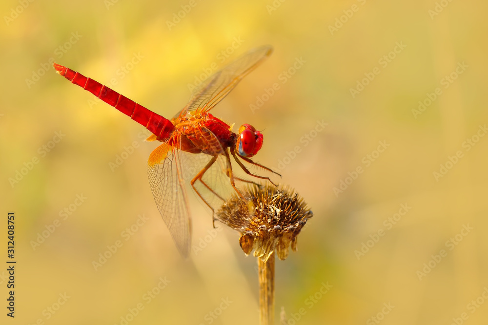 Macro shots, showing of eyes dragonfly and wings detail. Beautiful dragonfly in the nature habitat. Macro shots, showing of eyes dragonfly and wings detail. Beautiful dragonfly in the nature habitat.