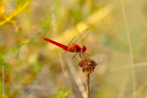 Macro shots, showing of eyes dragonfly and wings detail. Beautiful dragonfly in the nature habitat. © blackdiamond67