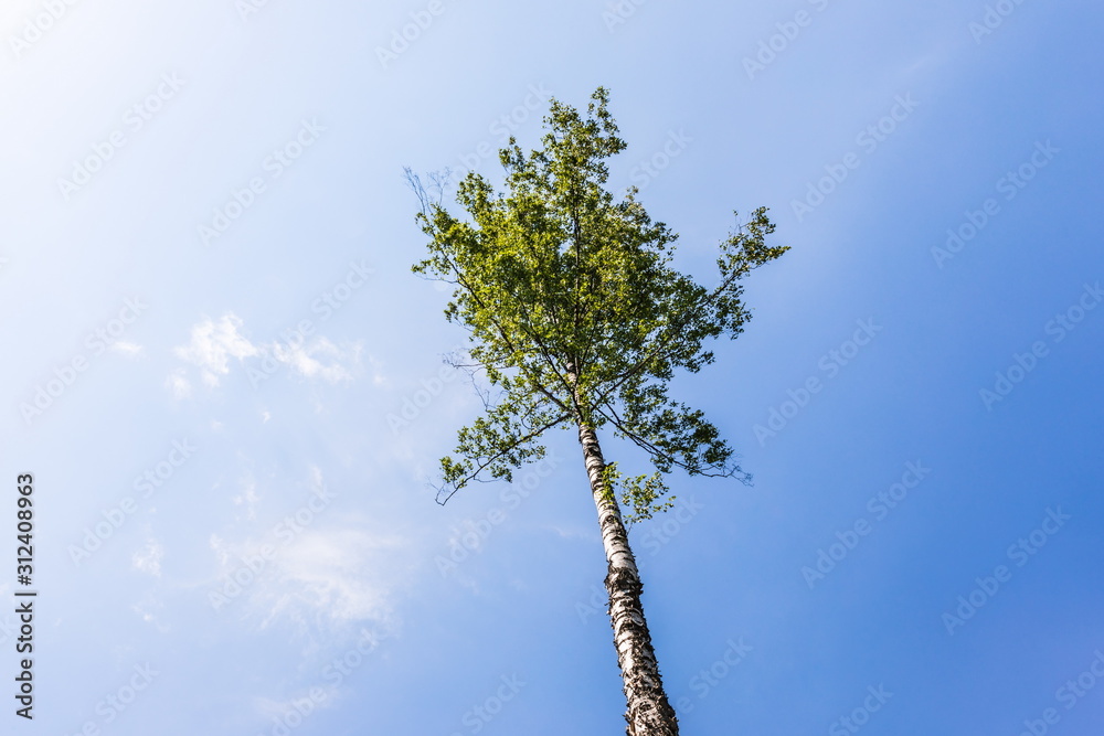 Fototapeta premium Losiny Ostrov National Park (literally - Elk (Moose) Island), the first national park of Russia. It is located in Moscow and Moscow Oblast