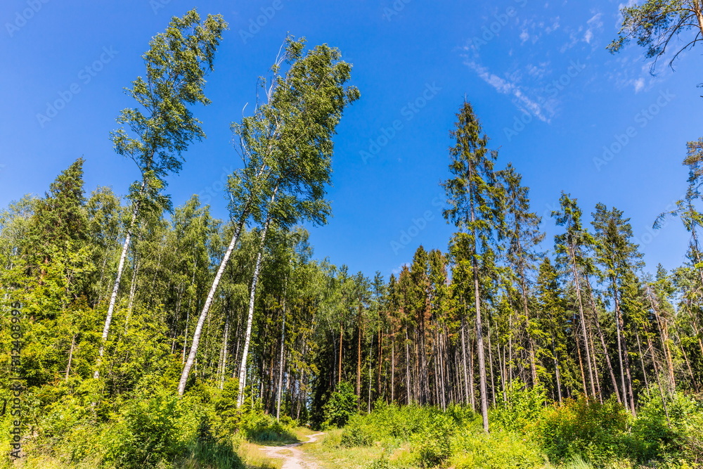 Losiny Ostrov National Park (literally - Elk (Moose) Island), the first national park of Russia. It is located in Moscow and Moscow Oblast
