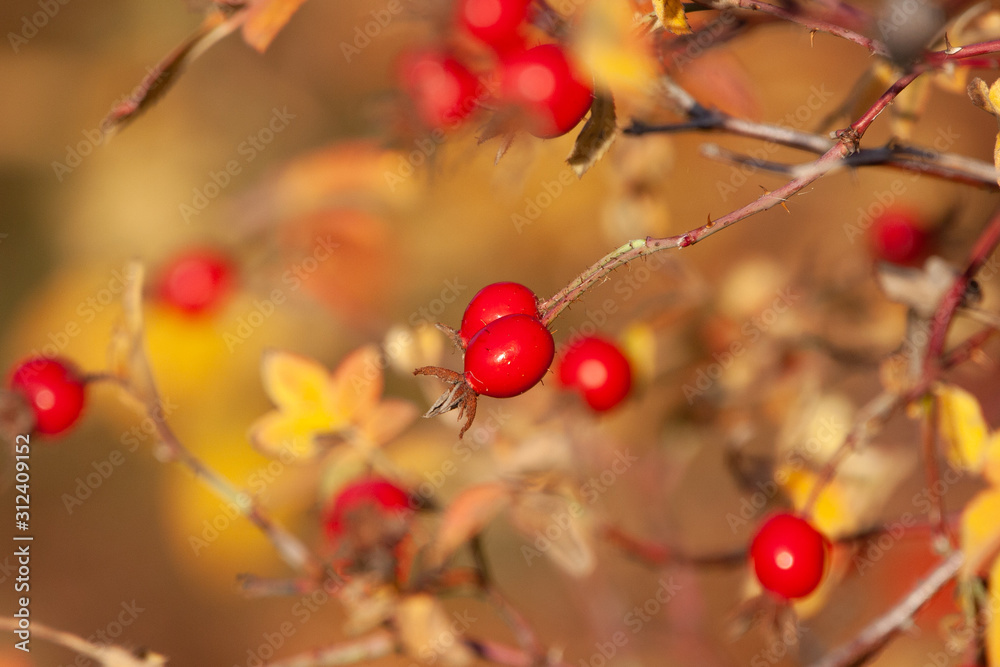 Rosehip bush in backlight a fine autumn day in Sweden Rosehip bush in backlight a fine autumn day in Sweden
