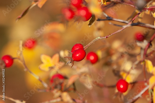 Rosehip bush in backlight a fine autumn day in Sweden