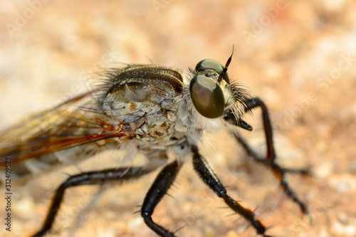 Macro shot of a robber fly  © blackdiamond67