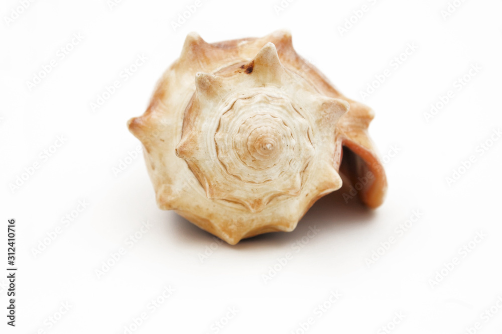 sea shell spiral conch isolated on a white background sea shell spiral conch isolated on a white background