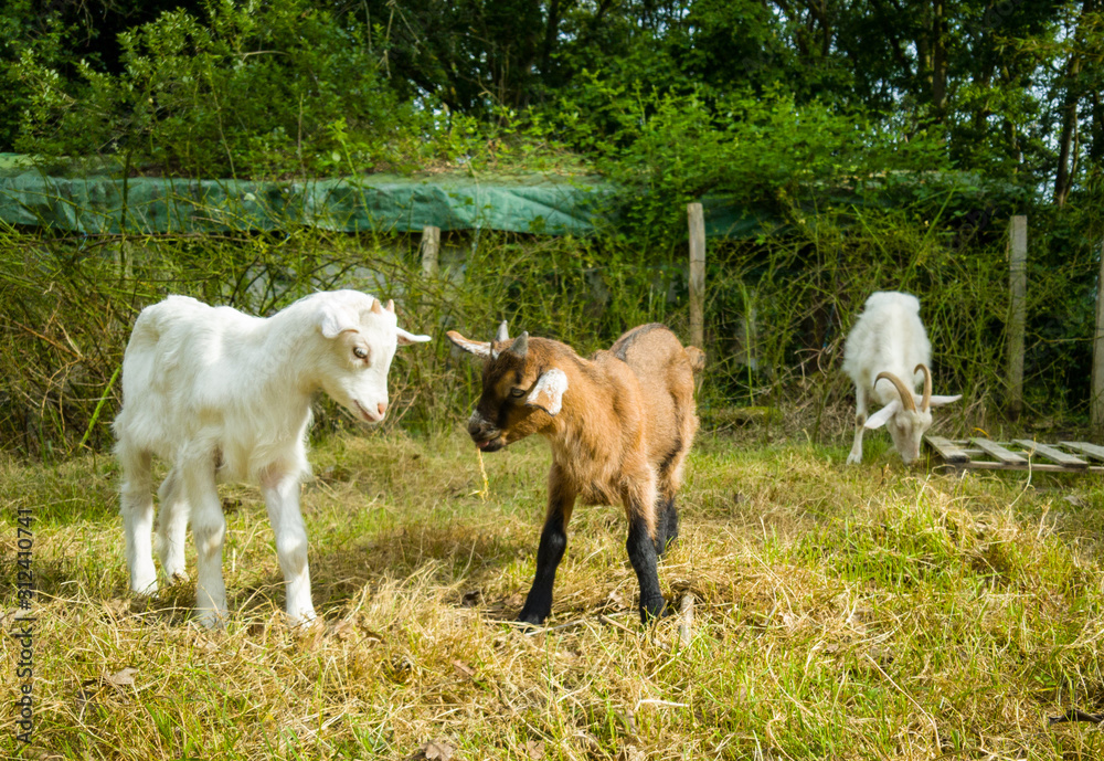 Obraz premium goats on a meadow
