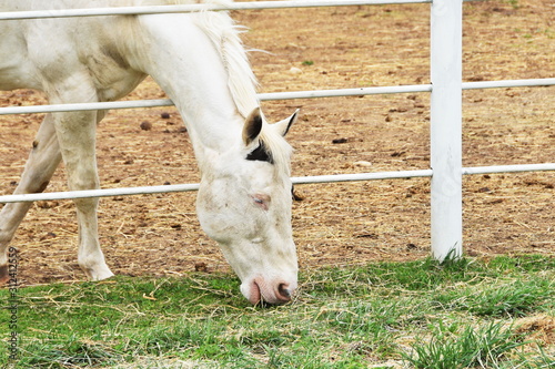 Eating Through the Fence